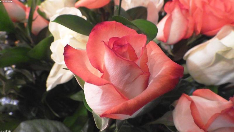 科学护肤指南：从成分到手法，解锁日常美容的黄金法则