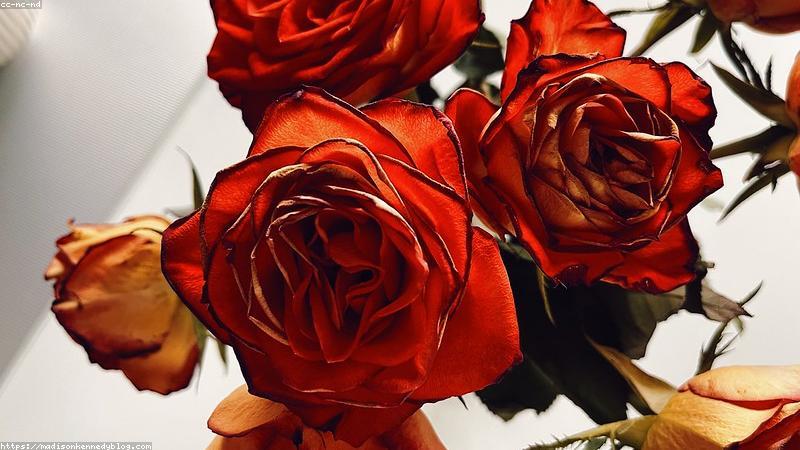 护肤成分全解析：科学分类与精准搭配指南